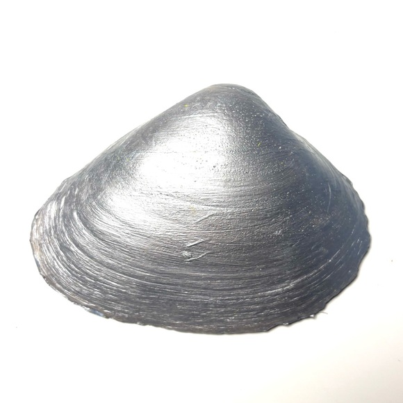 Handcrafted Clam Shell Trinket Dish w/ Blue Gingham Decoupage Design - Picture 4 of 4